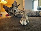 Tia, Domestic Shorthair For Adoption In Minneapolis, Minnesota