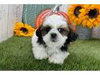 Shih Tzu Puppy for sale in South Bend, IN, USA