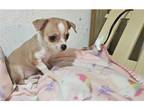 Chihuahua Puppy for sale in Joplin, MO, USA