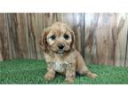 Cavapoo Puppy for sale in Springfield, MO, USA