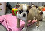 Boston Terrier Puppy for sale in Springfield, MO, USA