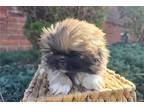 Pekingese Puppy for sale in Fort Wayne, IN, USA