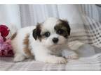 Shih Tzu Puppy for sale in Mansfield, OH, USA