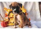 Boxer Puppy for sale in Fort Wayne, IN, USA