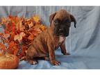 Boxer Puppy for sale in Fort Wayne, IN, USA