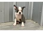 Boston Terrier Puppy for sale in Springfield, MO, USA