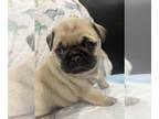 Pug PUPPY FOR SALE ADN-831147 - Mr PP and Yuki Pugs Family