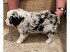 Miniature Australian Shepherd PUPPY FOR SALE ADN-831138 - Blue Merle Male