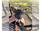 Chiweenie PUPPY FOR SALE ADN-830870 - Chiweenies