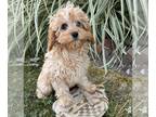 Cavapoo PUPPY FOR SALE ADN-831231 - Jane