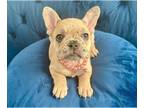 French Bulldog PUPPY FOR SALE ADN-831090 - LILAC FAWN MERLE ISABELLA CARRIER