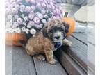 ShihPoo PUPPY FOR SALE ADN-831045 - Benjamin