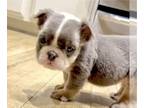 English Bulldog PUPPY FOR SALE ADN-831038 - LILAC TAN TRI FLUFFY