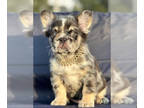 French Bulldog PUPPY FOR SALE ADN-831005 - Chocolate tri Merle