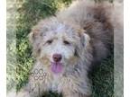 Bernedoodle (Miniature) PUPPY FOR SALE ADN-830912 - Mini Bernedoodle