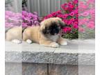 Pekingese PUPPY FOR SALE ADN-830880 - Puck Pekingese