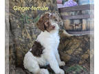 Goldendoodle DOG FOR ADOPTION ADN-830938 - Ginger Female Goldendoodle