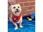 Wesley, Cairn Terrier For Adoption In Lake Forest, California