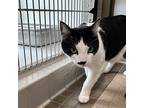 Rice Cake, Domestic Shorthair For Adoption In Truckee, California