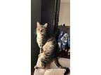 Carrie, Domestic Shorthair For Adoption In Dayton, Ohio