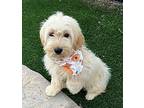 Nash, Wheaten Terrier For Adoption In Fallbrook, California