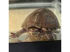 Husker, Turtle - Water For Adoption In Silverdale, Washington