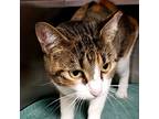 Suzanne, Domestic Shorthair For Adoption In Lombard, Illinois