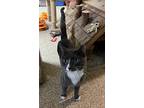 Wooly Bear, Domestic Shorthair For Adoption In Lombard, Illinois