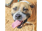 Adopt Meemee - IN FOSTER a Tan/Yellow/Fawn Mixed Breed (Small) / Mixed Breed