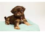 Shih Tzu Puppy for sale in Winchester, VA, USA