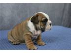 Bulldog Puppy for sale in Springfield, MO, USA