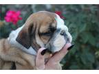 Bulldog Puppy for sale in Springfield, MO, USA