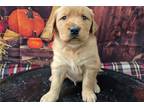 Golden Retriever Puppy for sale in Fort Wayne, IN, USA