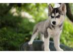 Siberian Husky Puppy for sale in Fort Wayne, IN, USA