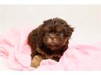 Shih Tzu Puppy for sale in Winchester, VA, USA