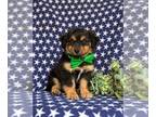 Aussiedoodle Miniature PUPPY FOR SALE ADN-831533 - Adorable Mini Aussiedoodle