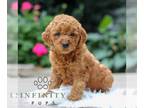 Goldendoodle (Miniature) PUPPY FOR SALE ADN-831525 - f1b Mini Goldendoodle