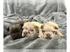 French Bulldog PUPPY FOR SALE ADN-831307 - Rare Colored Puppies