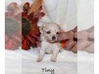 Poodle (Toy) PUPPY FOR SALE ADN-831293 - Teeny tiny teacup poodle puppy