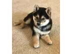 Baza M/F Shiba Inu Puppies Ready