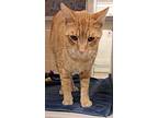 Randy, Domestic Shorthair For Adoption In Lincoln, Nebraska