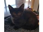 Brando, Domestic Shorthair For Adoption In Milpitas, California