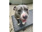 Lala (l-buddies), American Staffordshire Terrier For Adoption In White Plains