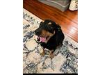 Louie Cw D2024 In Ms, Dachshund For Adoption In Saunderstown, Rhode Island