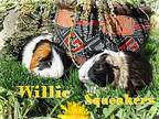 Willie, Guinea Pig For Adoption In Pasco, Washington