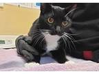 Oreo, Domestic Shorthair For Adoption In Oceanside, California