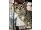 Puzzle, Domestic Shorthair For Adoption In Virginia Beach, Virginia