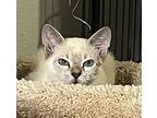 Sir Julian #magnolia-four, Siamese For Adoption In Houston, Texas