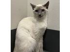 Salt, Domestic Shorthair For Adoption In Sheboygan, Wisconsin