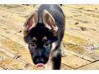 German Shepherd Dog Puppy for sale in Saint Louis, MO, USA